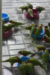 Lorikeets Feeding at Butterfly World