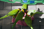 Lorikeets Feeding