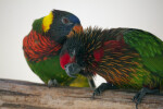 Lorikeets Grooming on a Branch