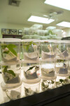 Caterpillars in Plastic Containers at Butterfly World