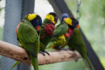 Lorikeets on a Branch