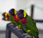 Lorikeets on a Rail