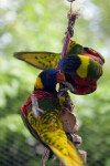 Lorikeets on a Rope