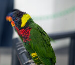 Lorikeets Perched on a Rail