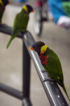 Lorikeets Sitting on a Rail