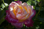 "Love and Peace" Hybrid Tea Rose Flower