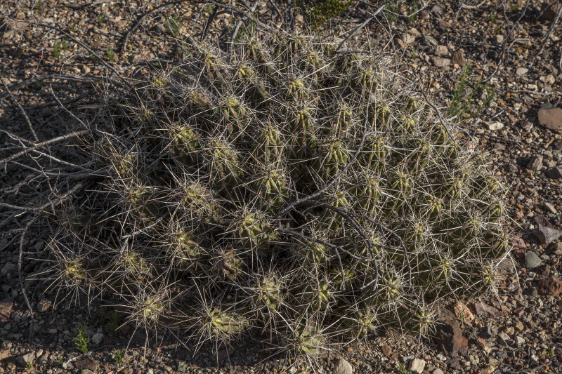Low-Lying Cactus with Multiple Thorns