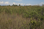 Low-Lying Shrubs and Grasses at the Big Cypress National Preserve