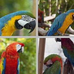 Macaws photographs