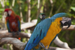 Macaws