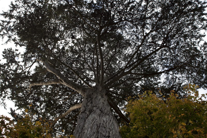 Macrocarpa Branches