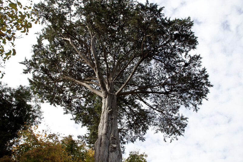 Macrocarpa Tree