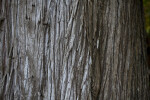 Macrocarpa Trunk