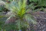 Macrozamia communis