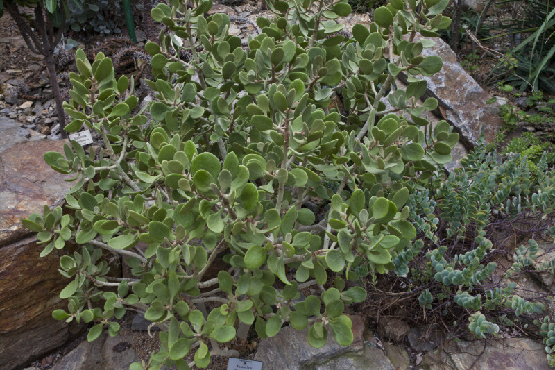 Madagascar Crassulaceae