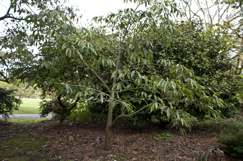 Magnolia Platypetala