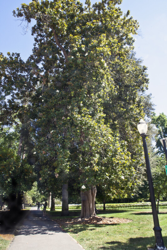 Magnolia Tree near Sidewalk at Capitol Park in Sacramento