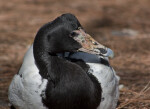 Magpie Goose Detail