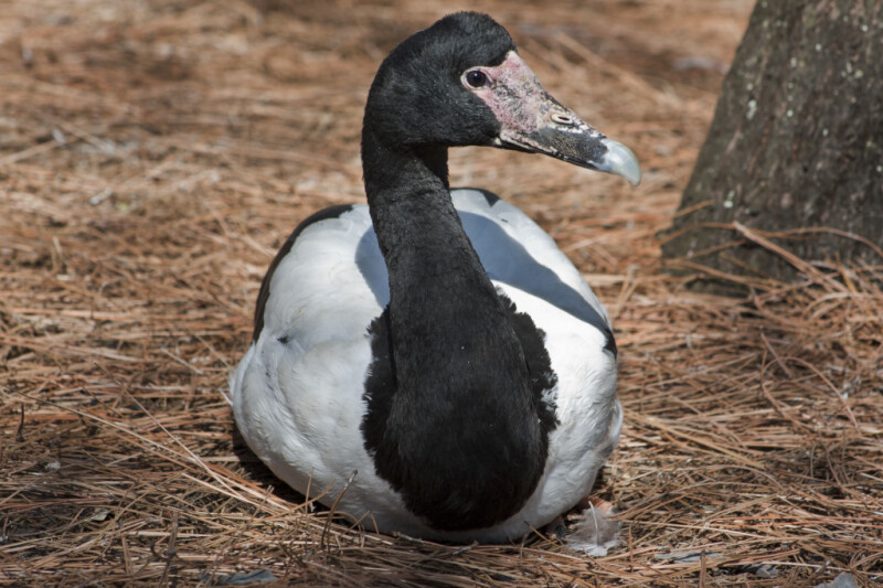 Magpie Goose Front