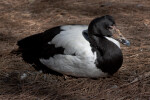 Magpie Goose Resting