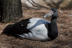 Magpie Goose