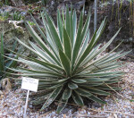 Maguey Mezcalero