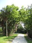 Mahogany and Palms