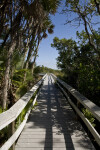 Mahogany Hammock Boardwalk