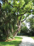 Mahogany Tree