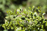 Maidenberry Leaves