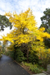 Maidenhair Tree on Side of Path