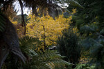 Maidenhair Tree Viewed Through Several Trees