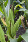 Maize Close-Up