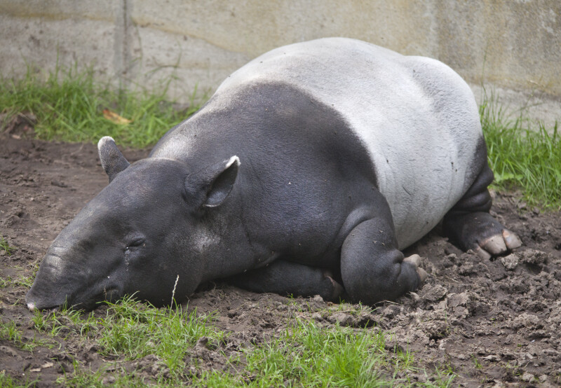 Malayan Tapir Sleeping in Mud at the Artis Royal Zoo