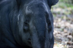 Malaysian Tapir Detail