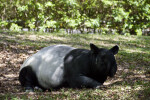 Malaysian Tapir