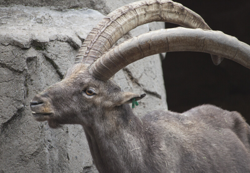 Male Alpine Ibex Close-Up