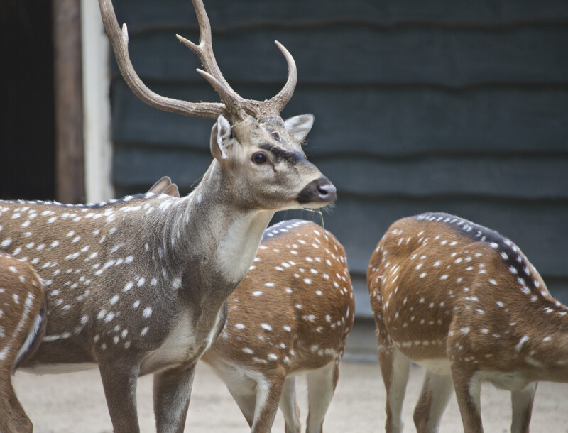 Male Axis Deer in Front of Females at the Artis Royal Zoo