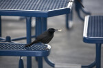 Male Boat-Tailed Grackle