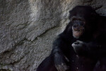 Male Chimpanzee Eating