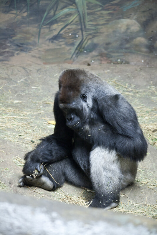 Male Gorilla