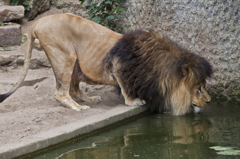 Male Lion Bending to Take Drink of Water at the Artis Royal Zoo