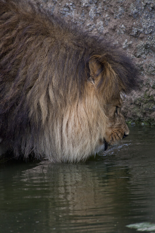 Male Lion Lapping Water at the Artis Royal Zoo