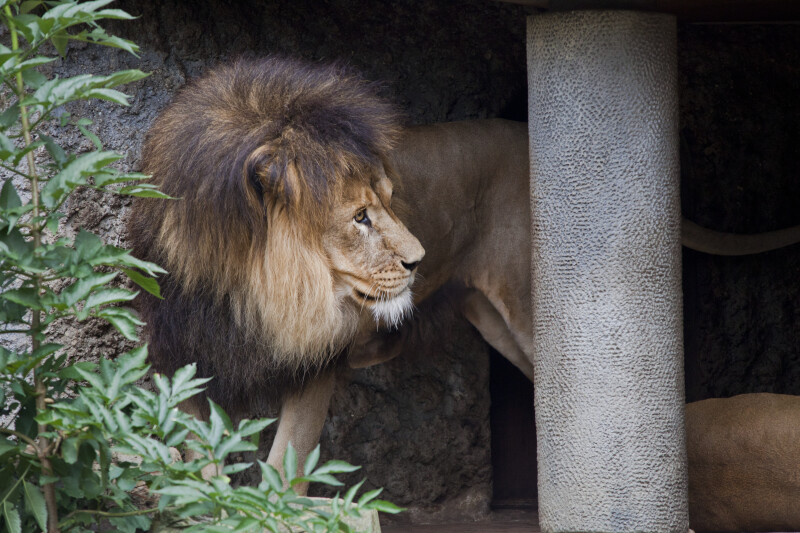 Male Lion Looking to the Right