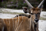 Male Nyala