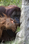 Male Orangutan and Fruit