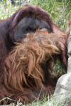 Male Orangutan Eating