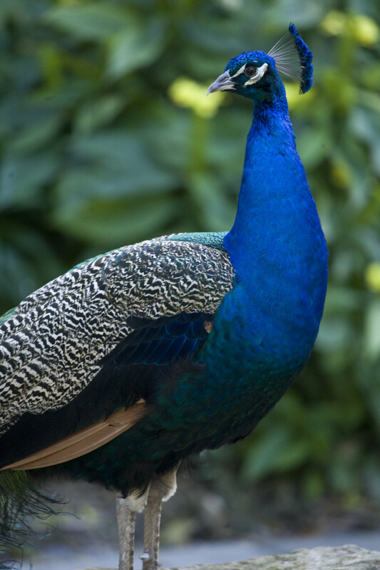Peacock with Folded Feathers at Flamingo Gardens