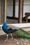 Male Peacock