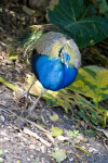 Male Peacock Standing